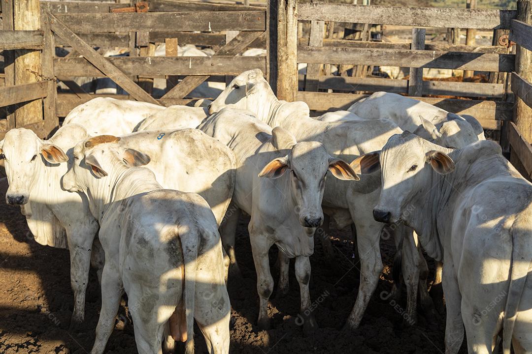 Gado em confinamento, bois, vacas, dia ensolarado Imagem JPG