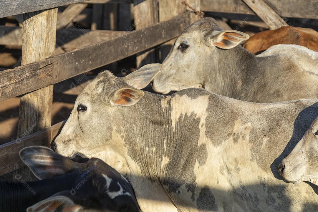 Gado em confinamento, bois, vacas, dia ensolarado Imagem JPG