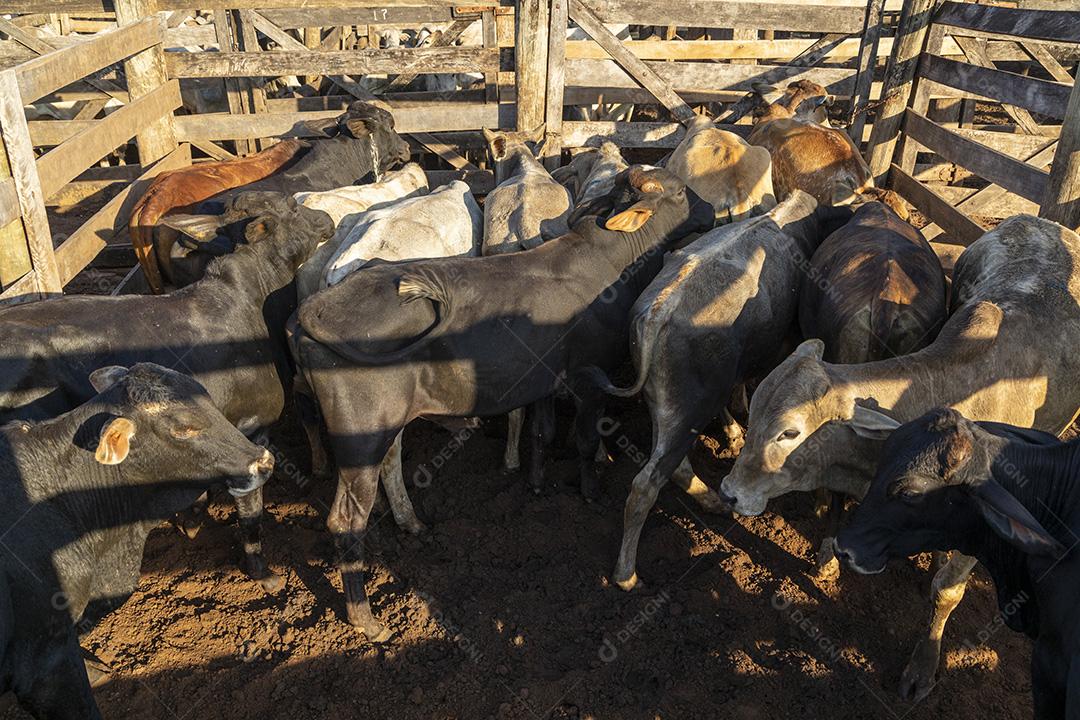 Gado em confinamento, bois, vacas, dia ensolarado Imagem JPG