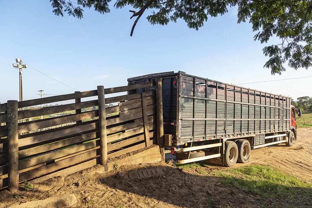 Caminhão cowboy para transportar bois e vacas Imagem JPG