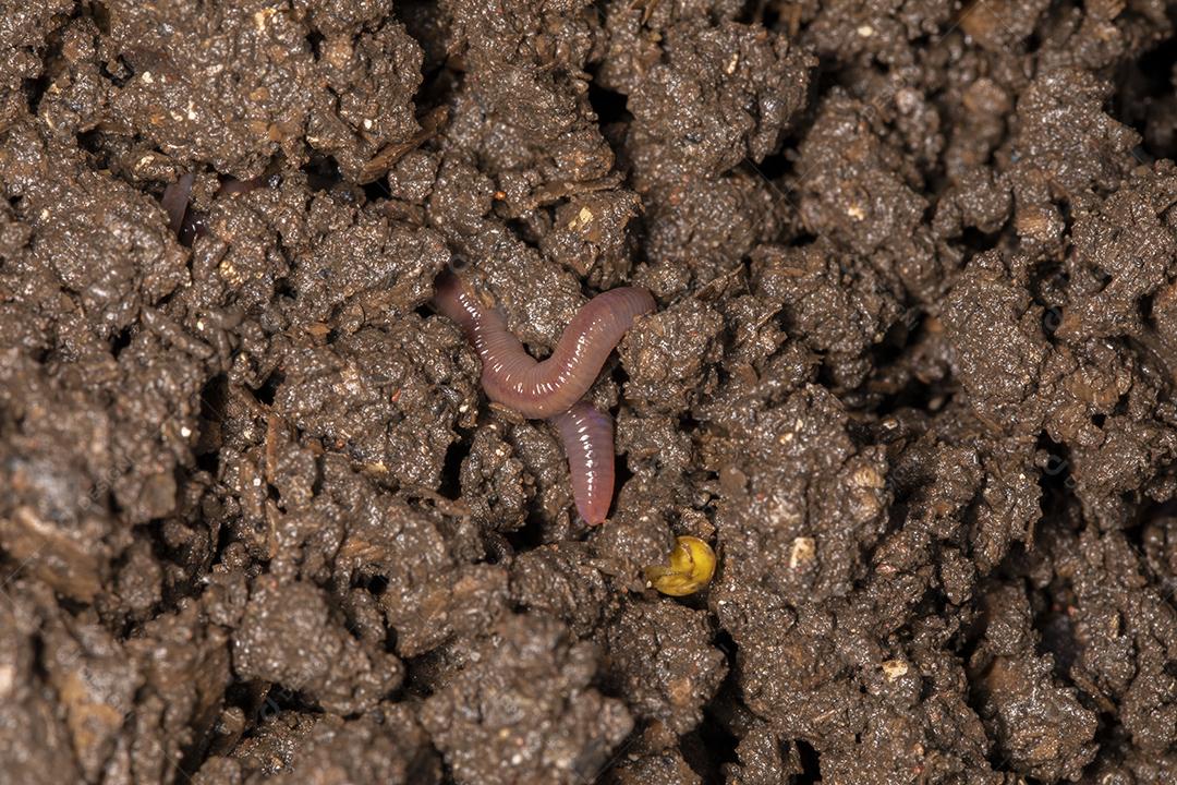 Feche as minhocas californianas, foto macro Imagem JPG