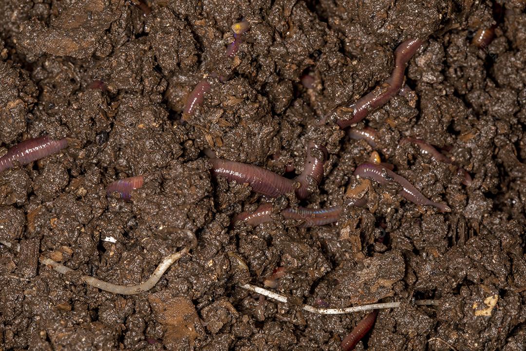 Feche as minhocas californianas, foto macro Imagem JPG