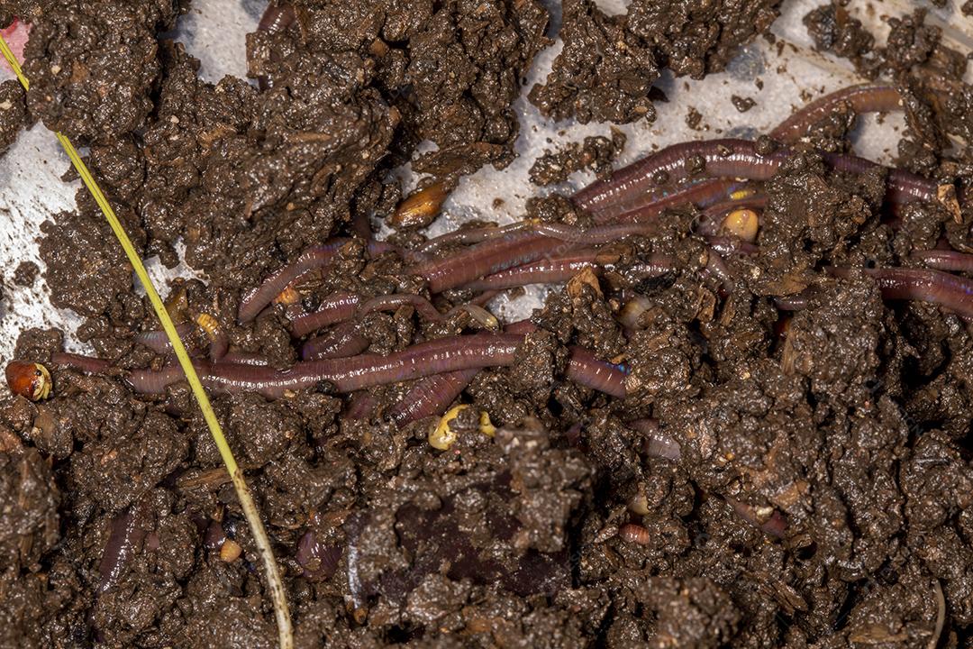 Feche as minhocas californianas, foto macro Imagem JPG