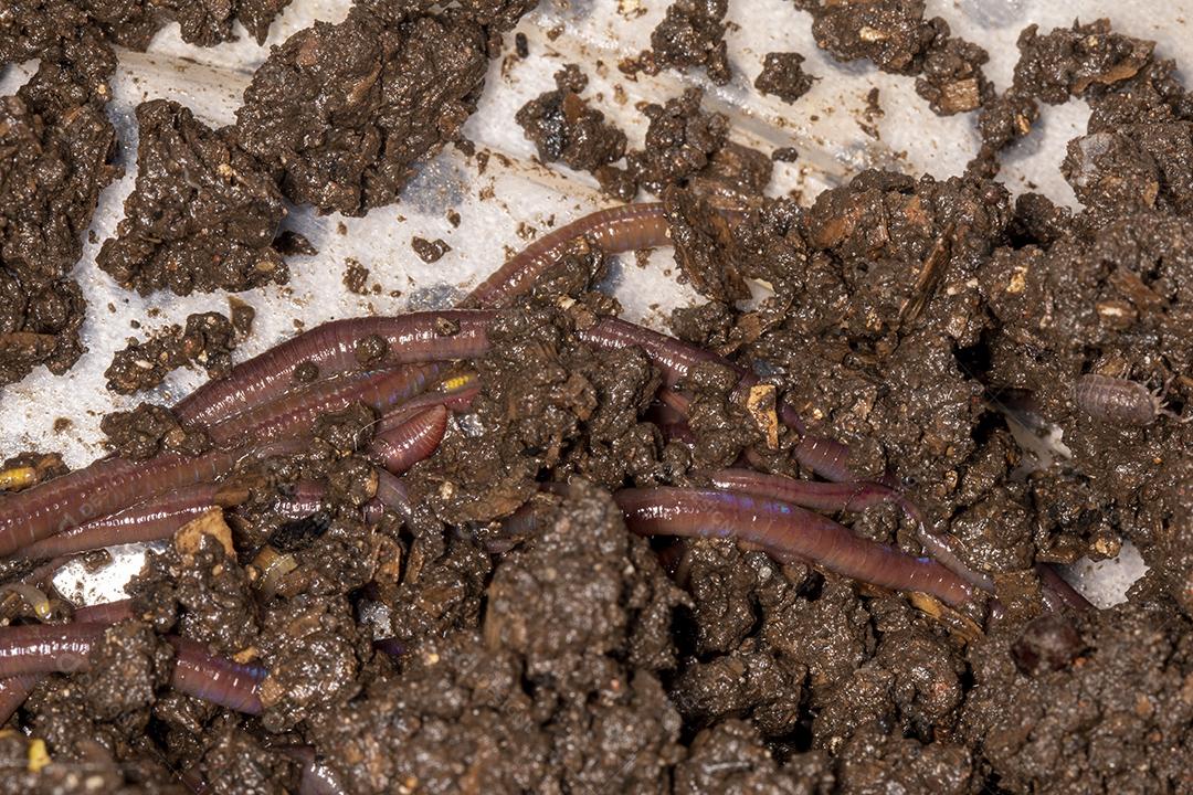 Feche as minhocas californianas, foto macro Imagem JPG