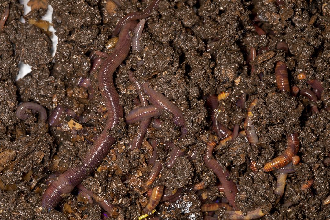 Feche as minhocas californianas, foto macro Imagem JPG