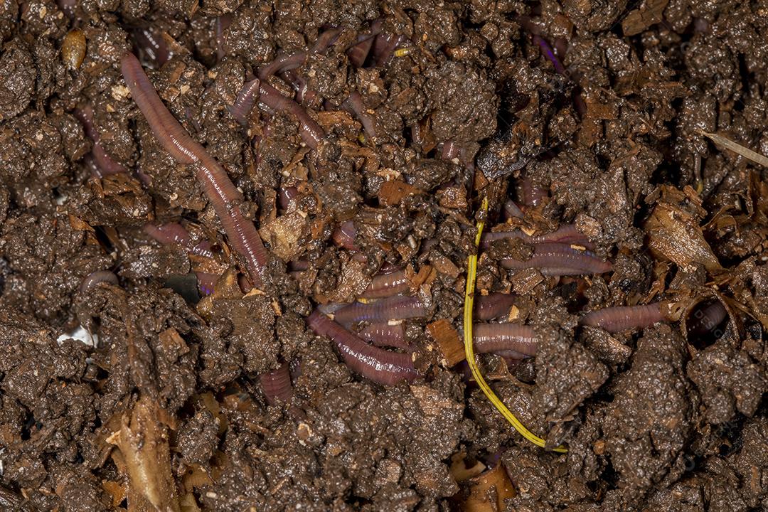 Feche as minhocas californianas, foto macro Imagem JPG