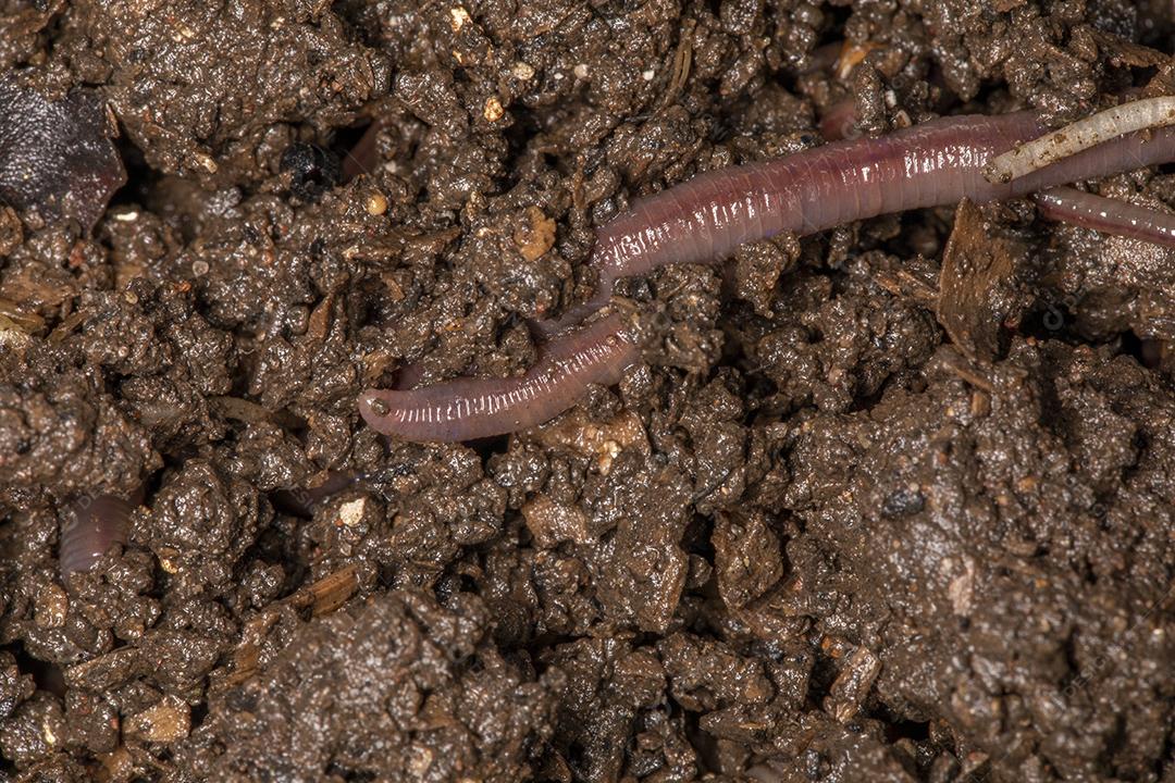 Feche em minhocas californianas, foto macro Imagem JPG