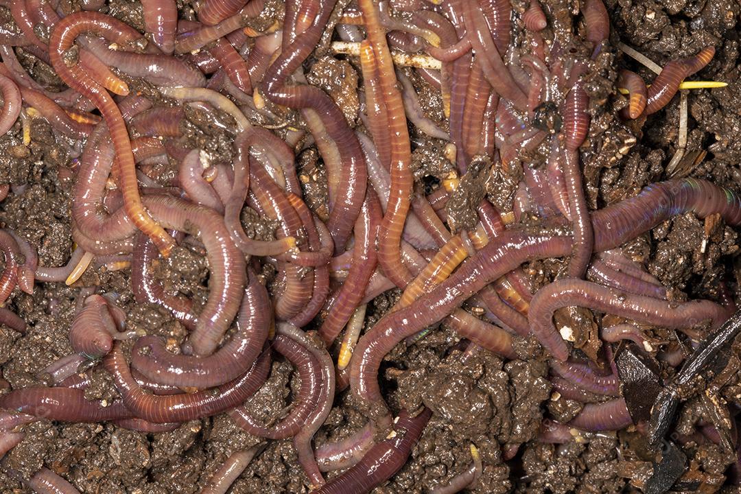 Feche em minhocas californianas, foto macro Imagem JPG