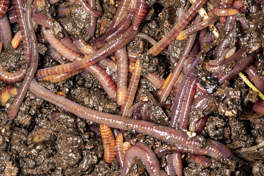 Feche em minhocas californianas, foto macro Imagem JPG