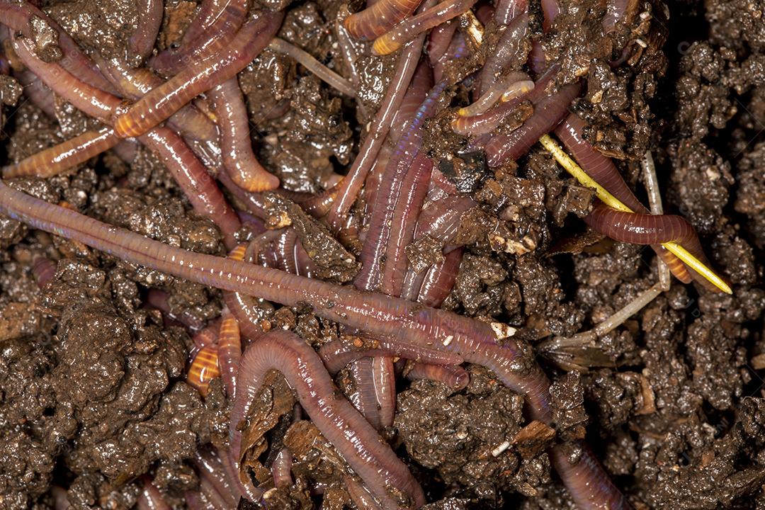 Feche em minhocas californianas, foto macro Imagem JPG