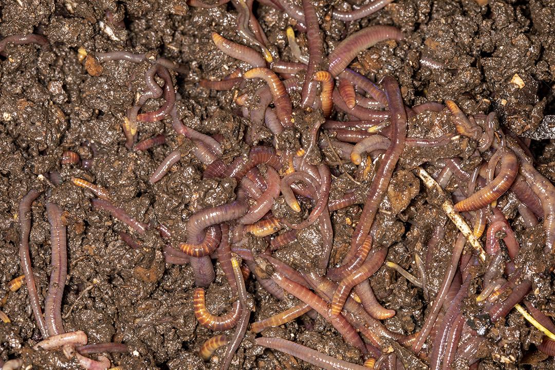 Feche em minhocas californianas, foto macro Imagem JPG