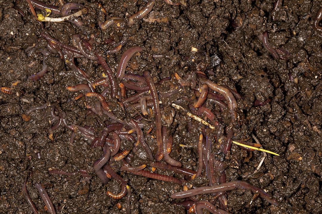 Feche em minhocas californianas, foto macro Imagem JPG