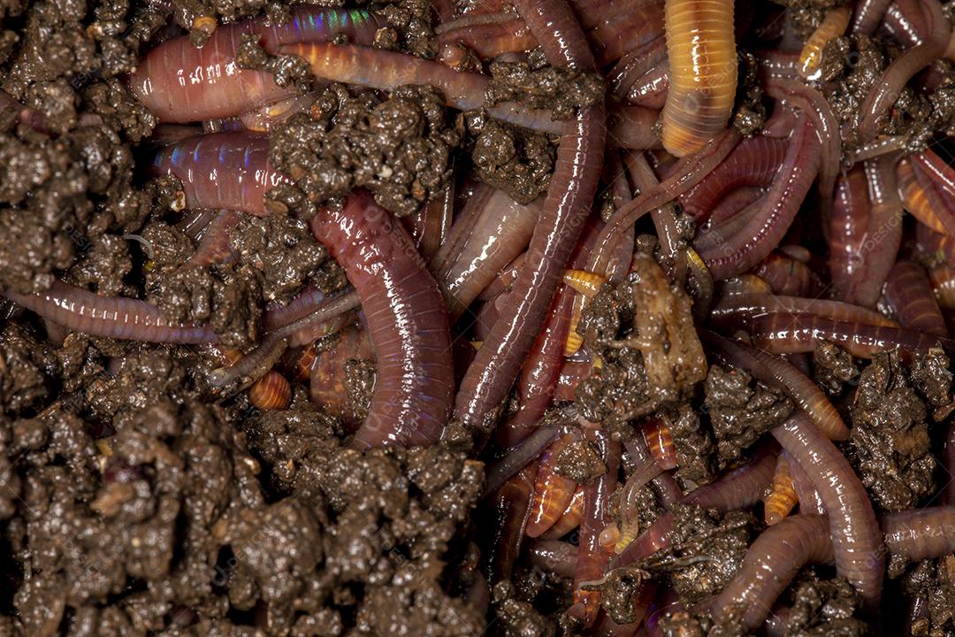 Feche em minhocas californianas, foto macro Imagem JPG