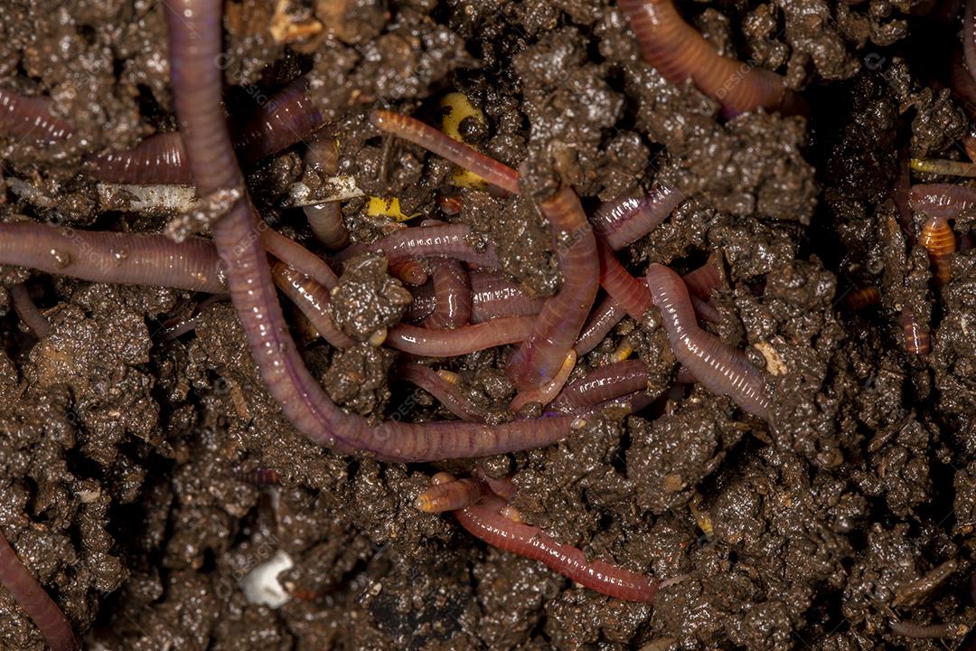 Feche em minhocas californianas, foto macro Imagem JPG