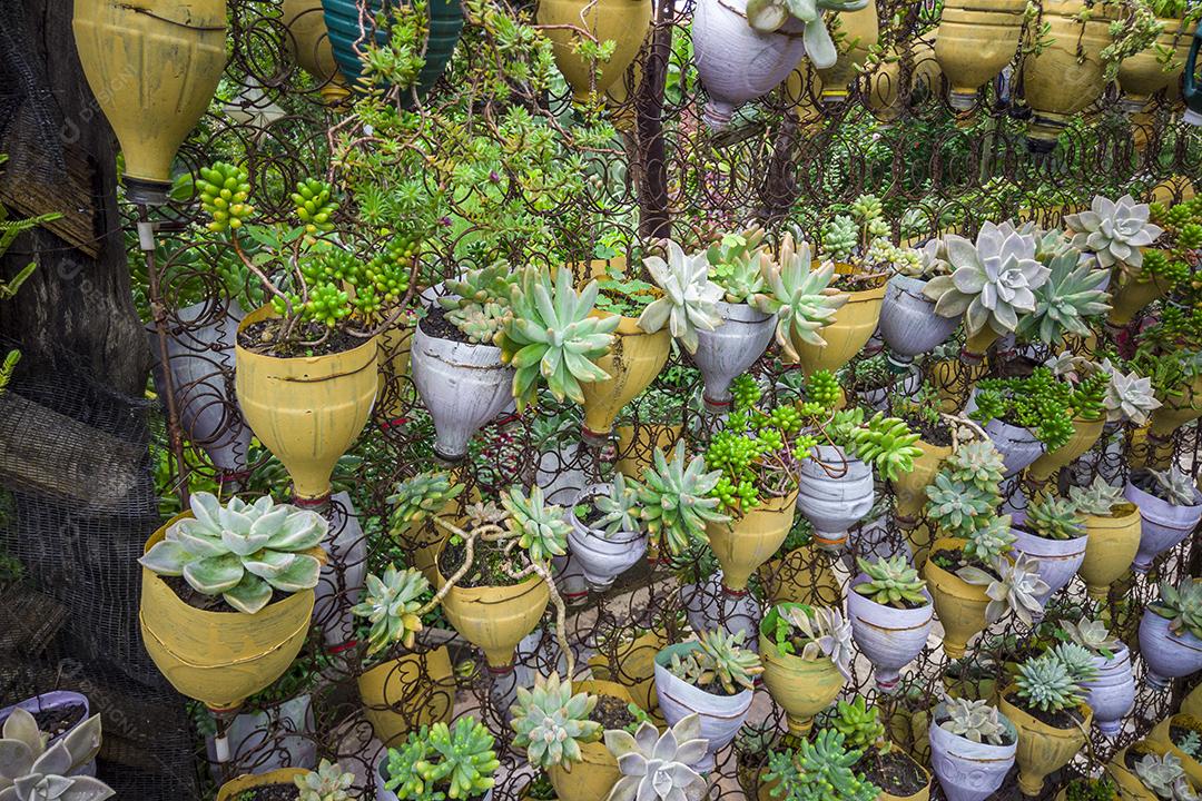 Fotos Sustentabilidade, reaproveitando garrafas pet e transformando-as em vasos para plantar