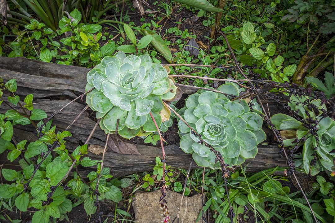 Flores plantadas no tronco da árvore Imagem JPG