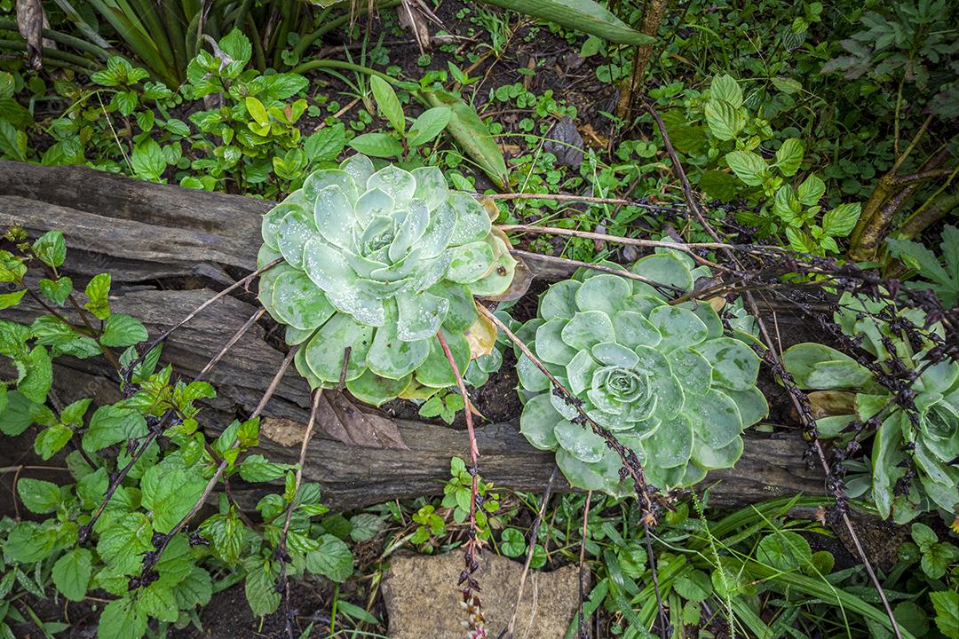 Flores plantadas no tronco da árvore Imagem JPG