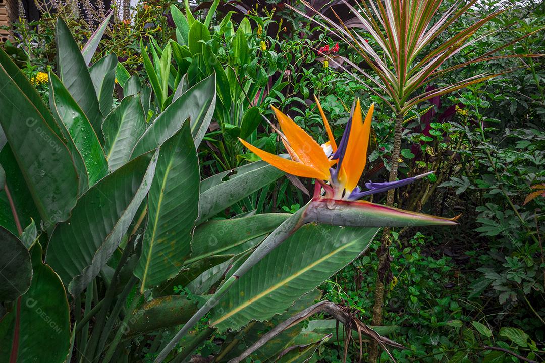 Lindas flores de laranja na primavera. Imagem JPG