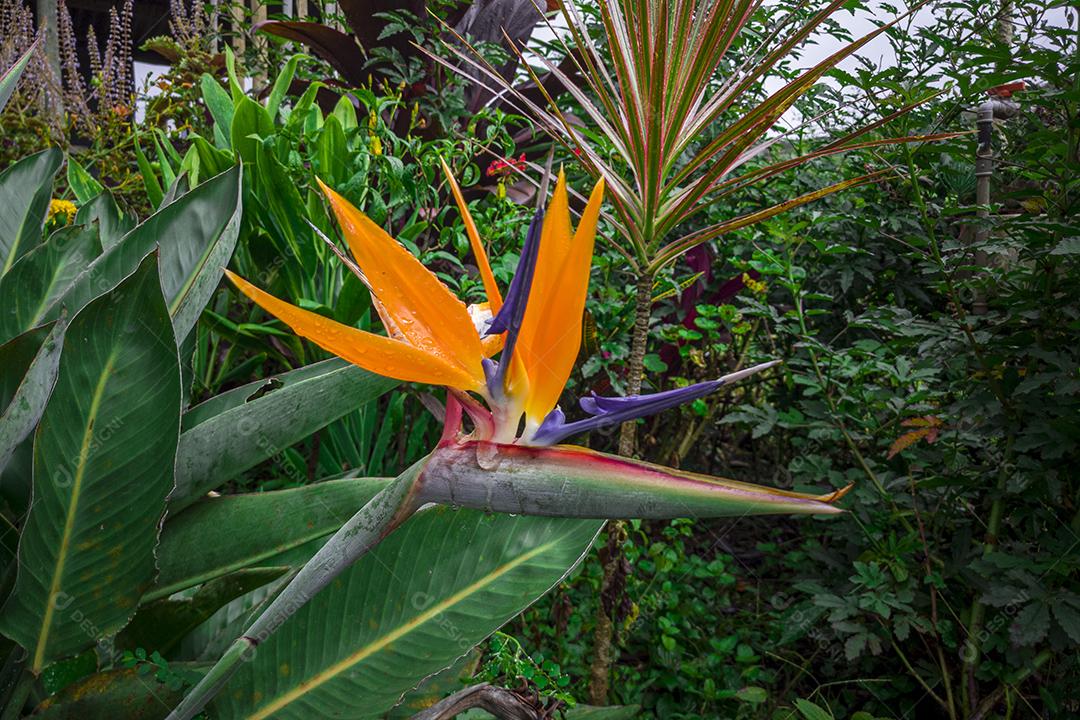 Lindas flores de laranja na primavera. Imagem JPG