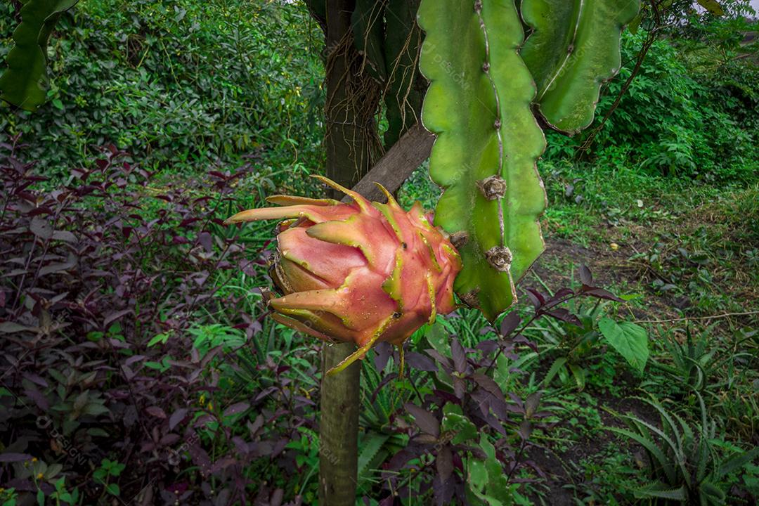 Fotos Pitaya fruta na árvore.