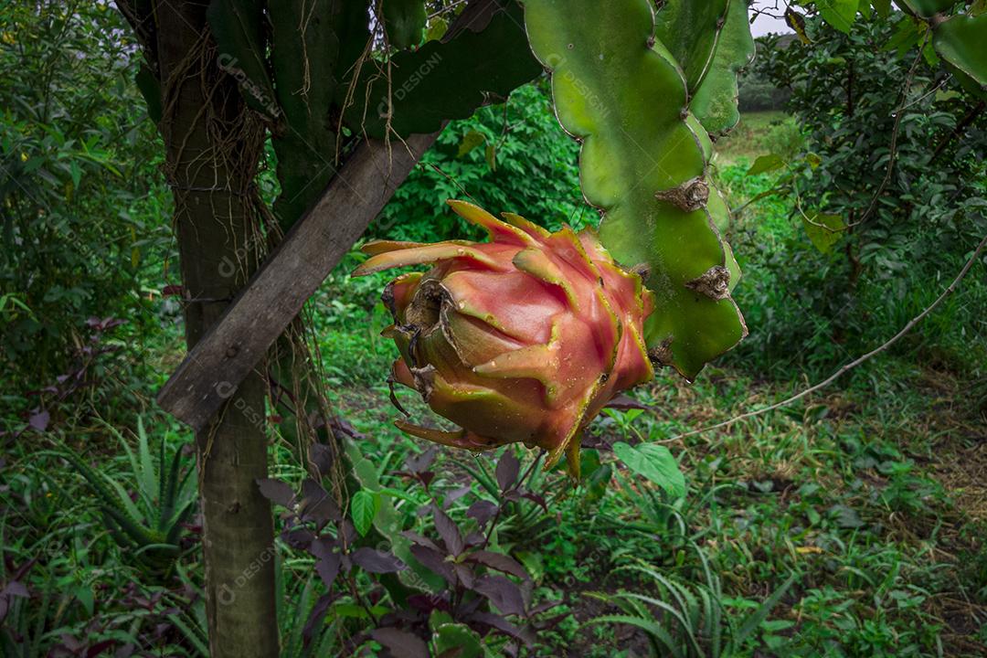 Fotos Pitaya fruta na árvore.