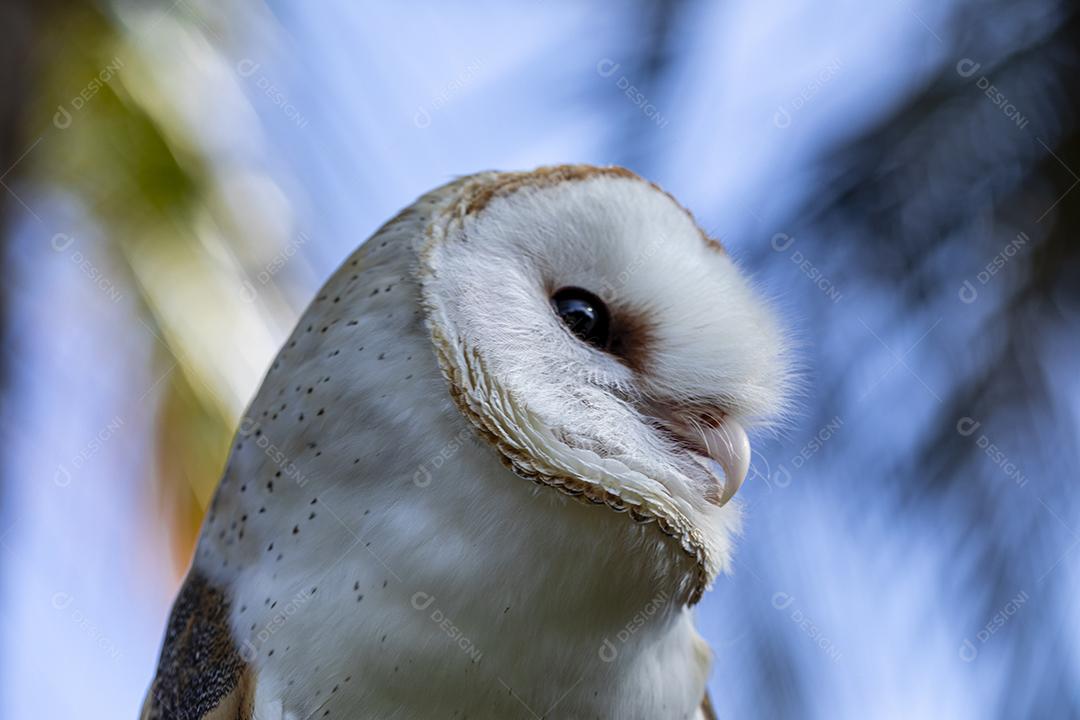 As corujas-das-torres família Tytonidae são uma das duas famílias de corujas Imagem JPG