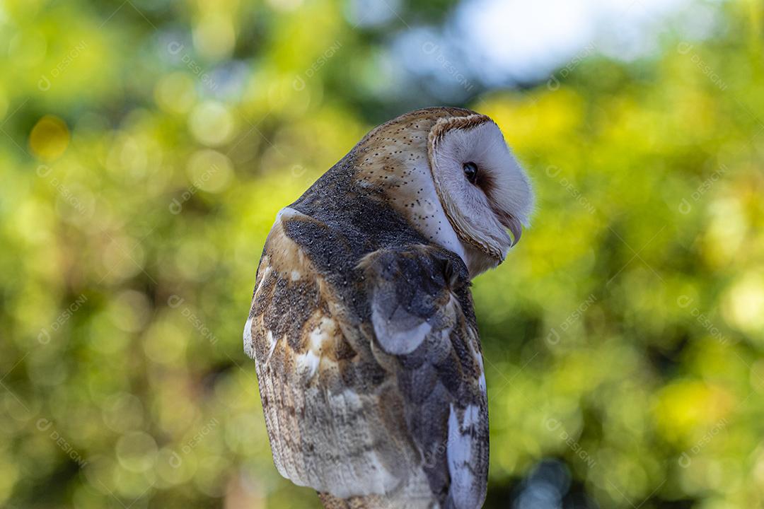 As corujas-das-torres família Tytonidae são uma das duas famílias de corujas Imagem JPG