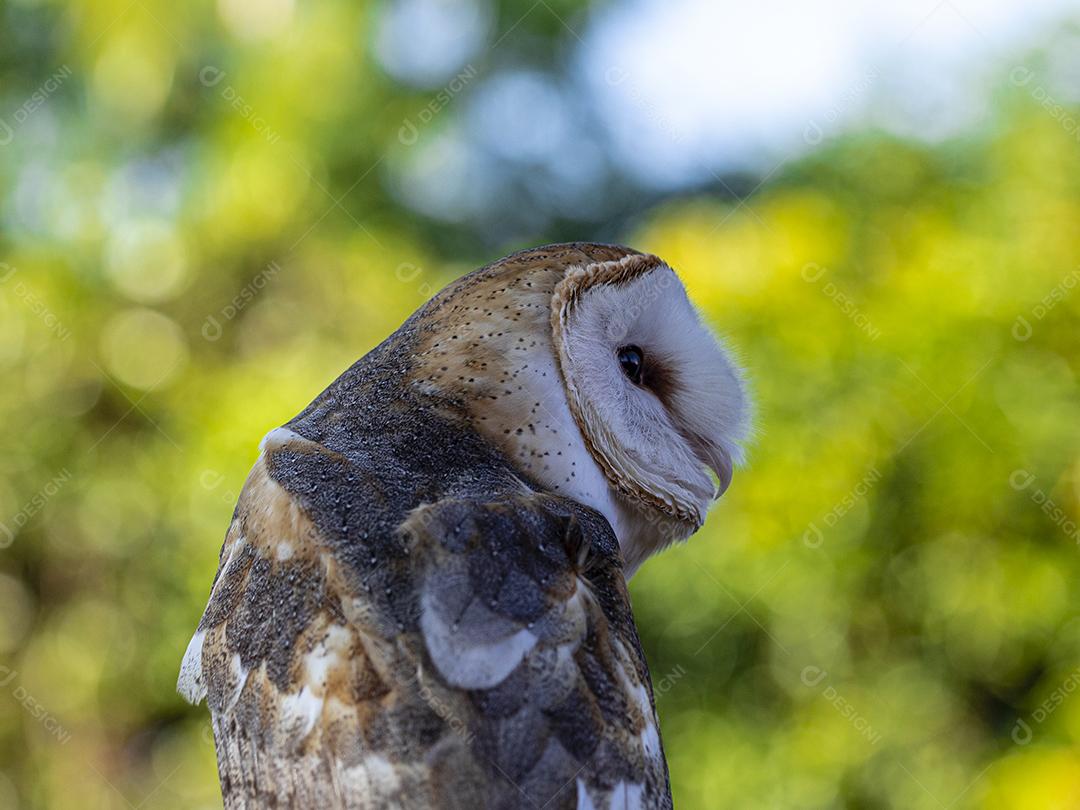 As corujas-das-torres família Tytonidae são uma das duas famílias de corujas Imagem JPG
