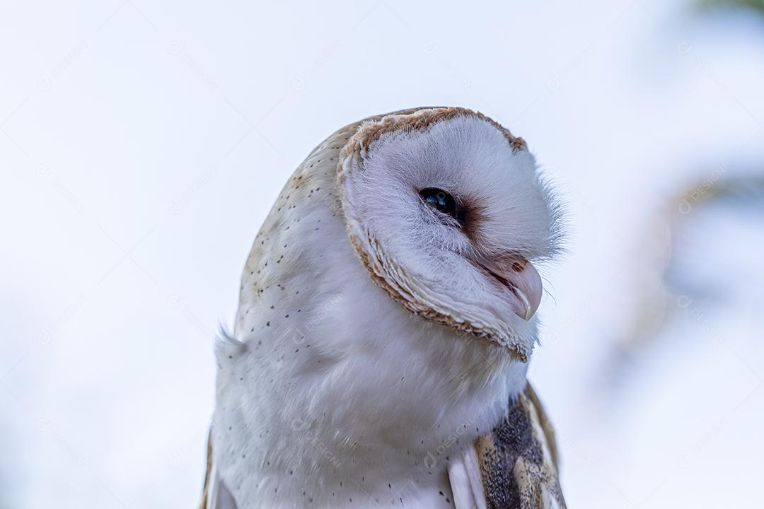 As corujas-das-torres família Tytonidae são uma das duas famílias de corujas Imagem JPG