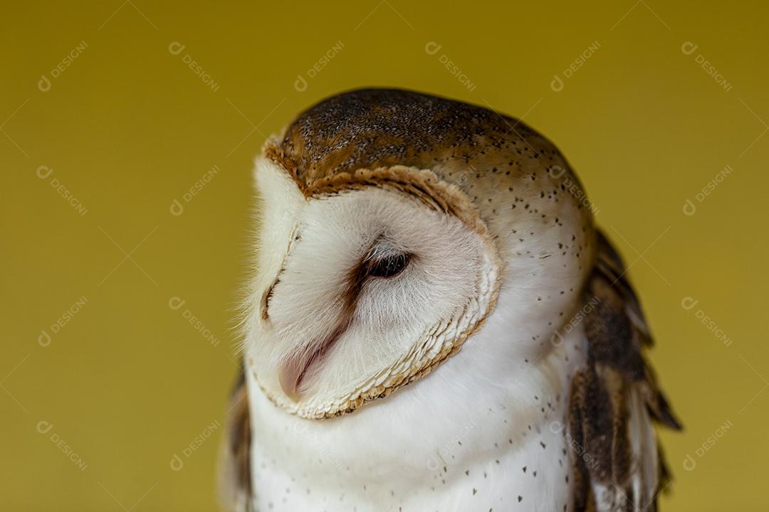 As corujas-das-torres família Tytonidae são uma das duas famílias de corujas Imagem JPG