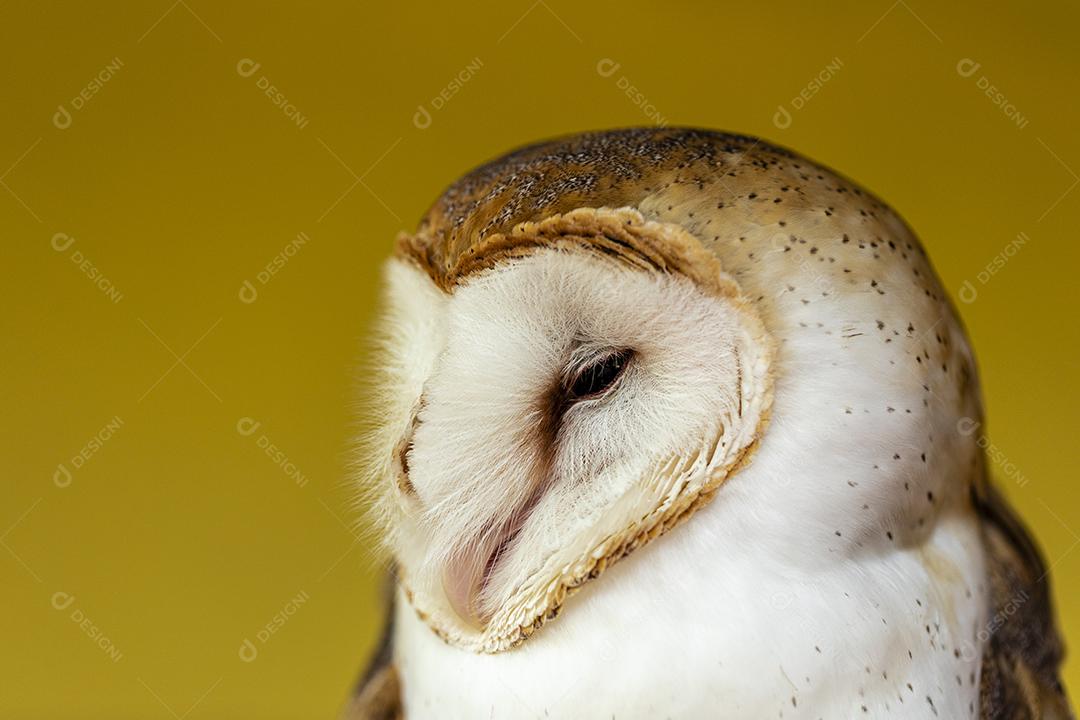 Barn owls in the family Tytonidae are one of two families of owls Image JPG