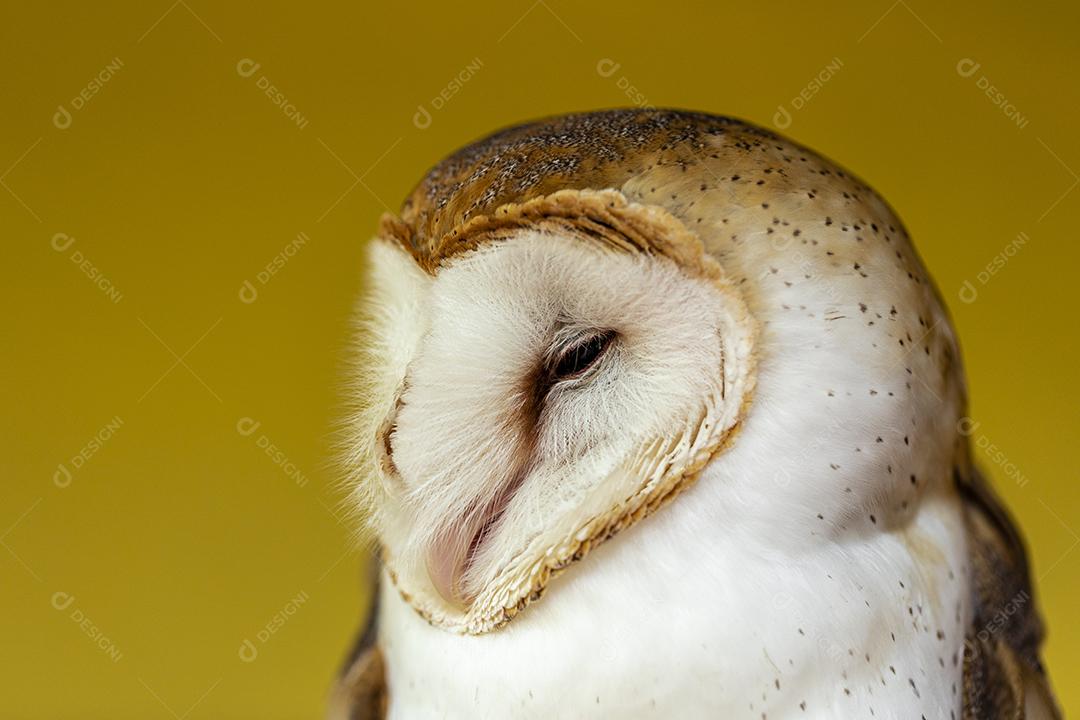 As corujas-das-torres família Tytonidae são uma das duas famílias de corujas Imagem JPG