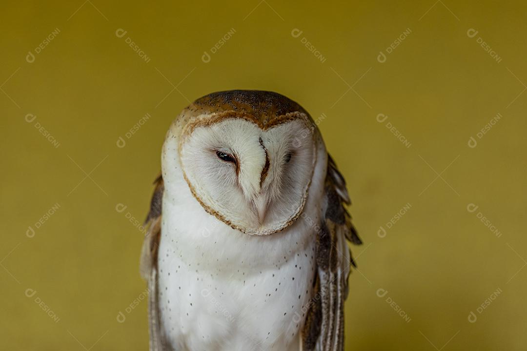 As corujas-das-torres família Tytonidae são uma das duas famílias de corujas Imagem JPG