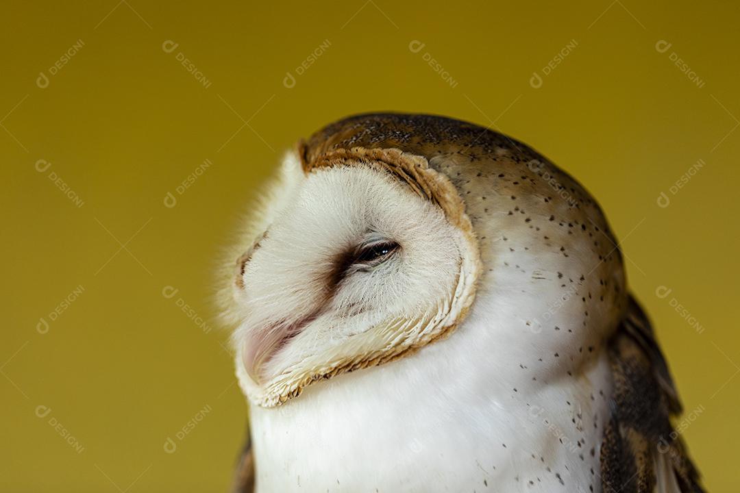 As corujas-das-torres família Tytonidae são uma das duas famílias de corujas Imagem JPG