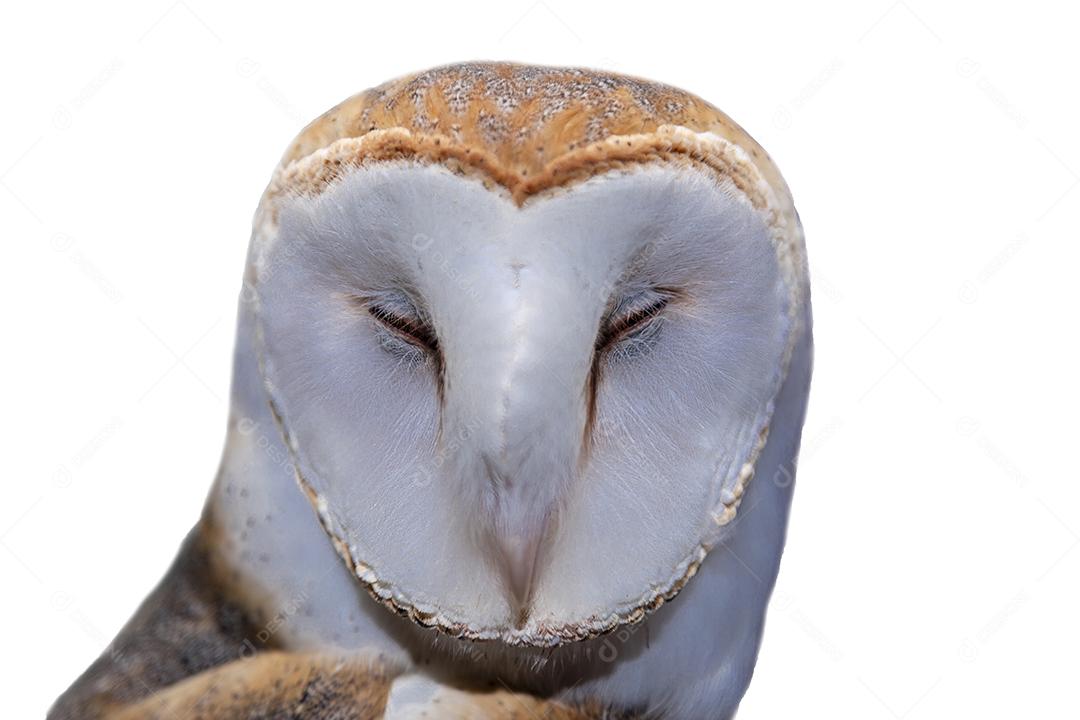 As corujas-das-torres família Tytonidae são uma das duas famílias de corujas Imagem JPG