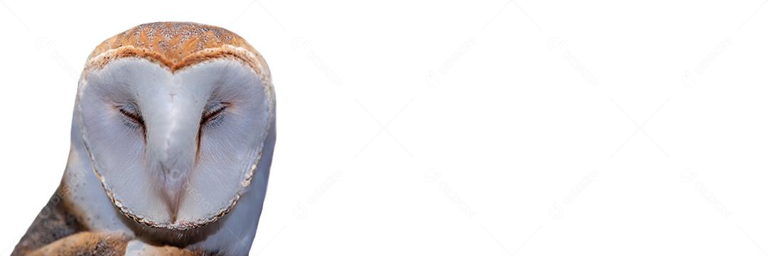 As corujas-das-torres família Tytonidae são uma das duas famílias de corujas Imagem JPG