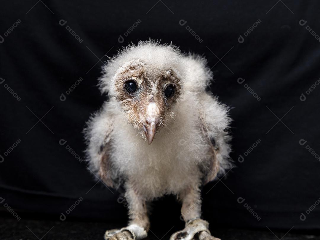 As corujas-das-torres família Tytonidae são uma das duas famílias de corujas Imagem JPG