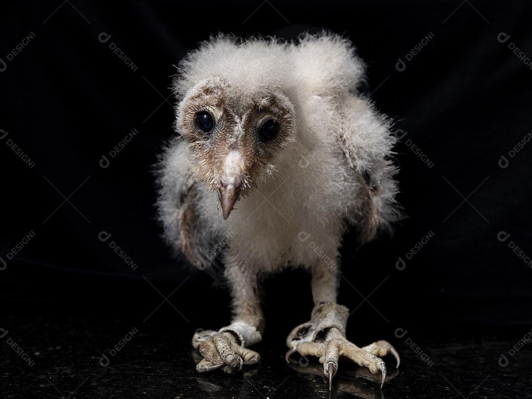 As corujas-das-torres família Tytonidae são uma das duas famílias de corujas Imagem JPG