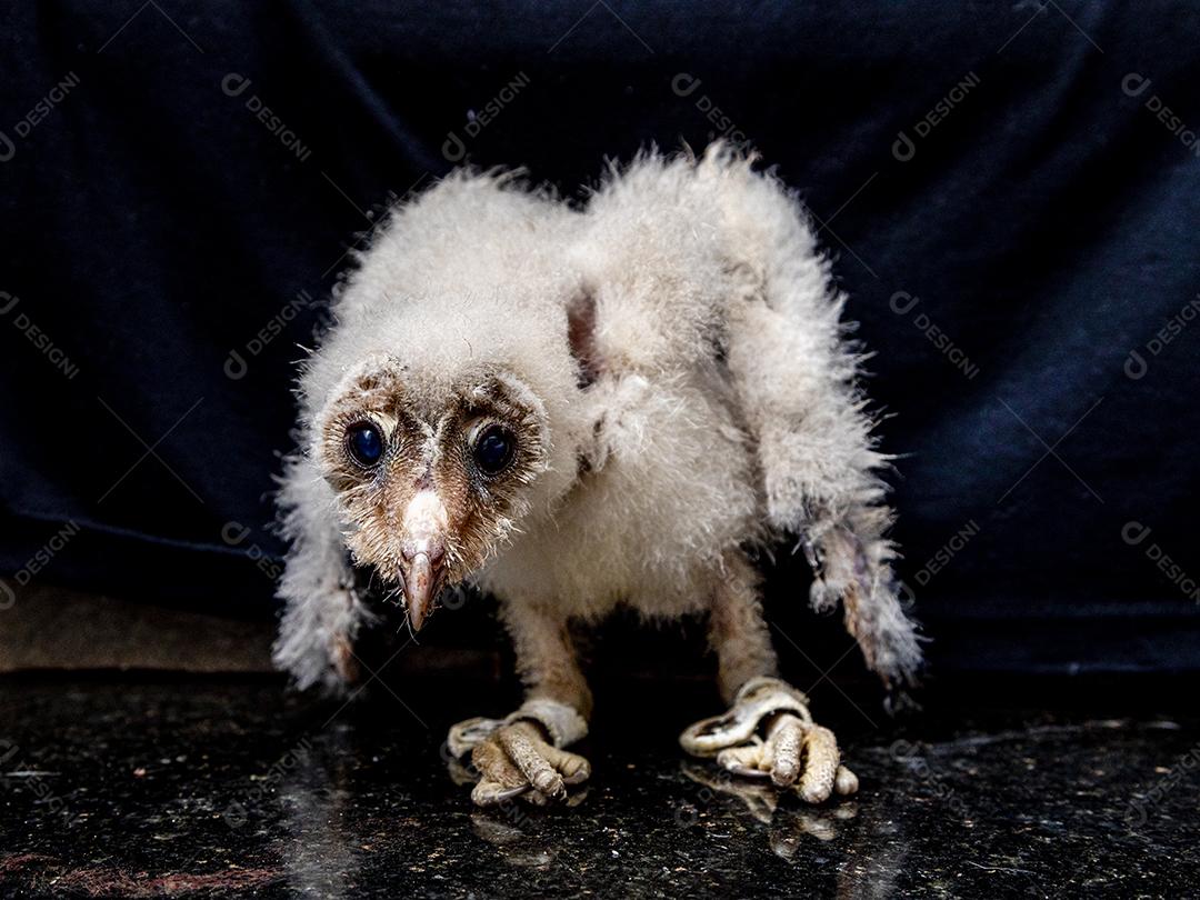 As corujas-das-torres família Tytonidae são uma das duas famílias de corujas Imagem JPG