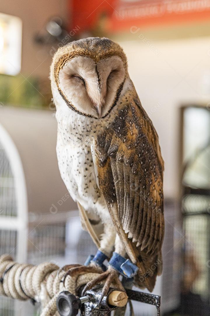 As corujas-das-torres família Tytonidae são uma das duas famílias de corujas Imagem JPG
