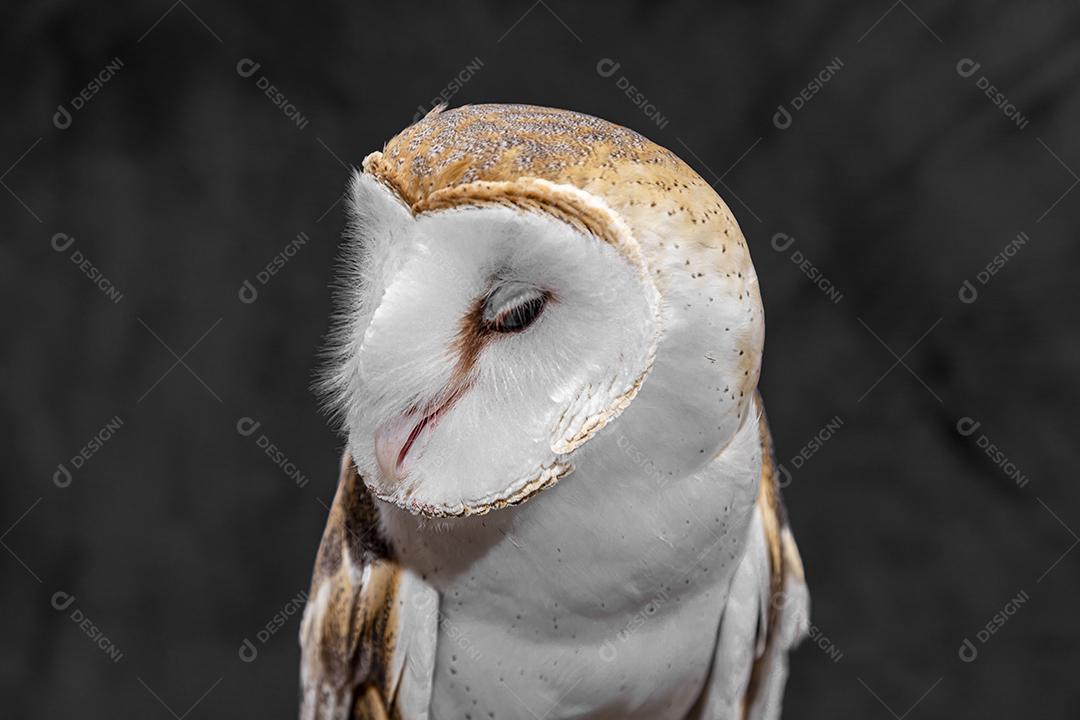 As corujas-das-torres família Tytonidae são uma das duas famílias de corujas Imagem JPG