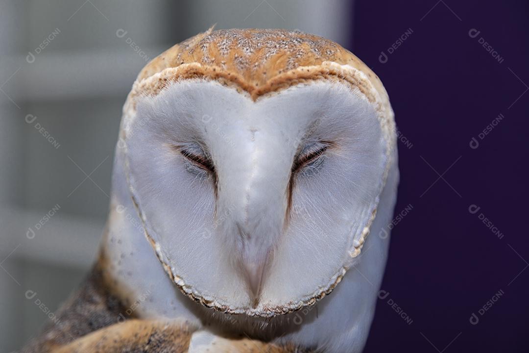 As corujas-das-torres família Tytonidae são uma das duas famílias de corujas Imagem JPG