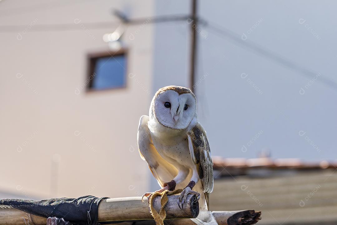 As corujas-das-torres família Tytonidae são uma das duas famílias de corujas Imagem JPG