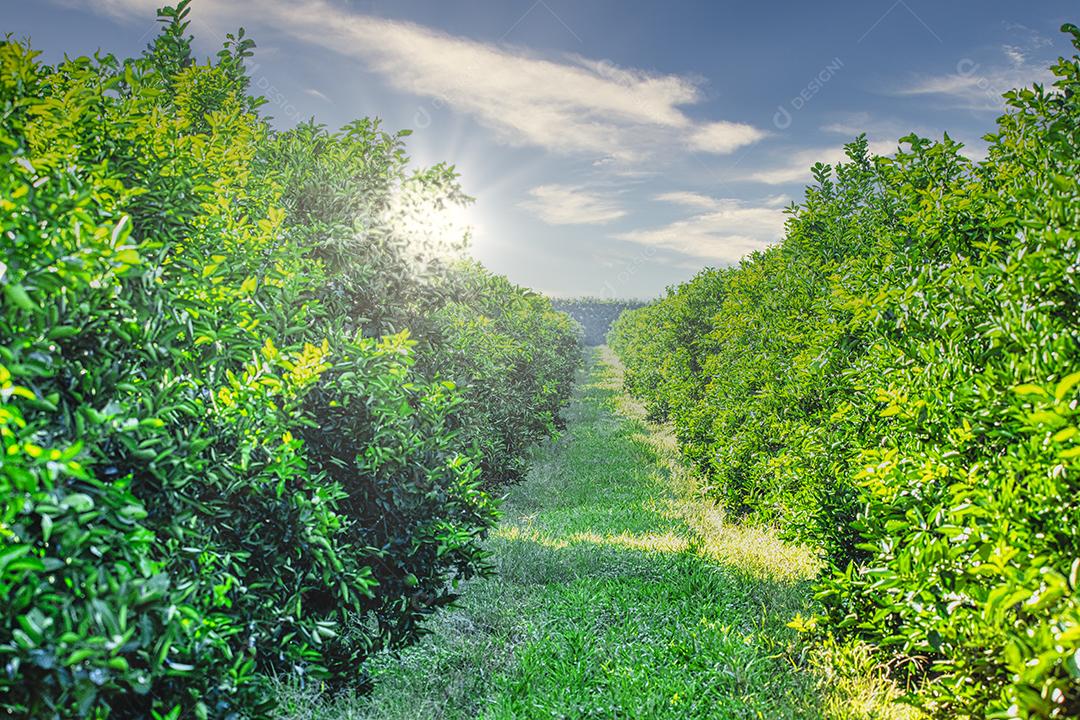 Laranja na árvore, plantação de frutas.imagem JPG
