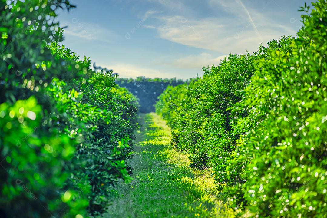 Laranja na árvore, plantação de frutas.imagem JPG