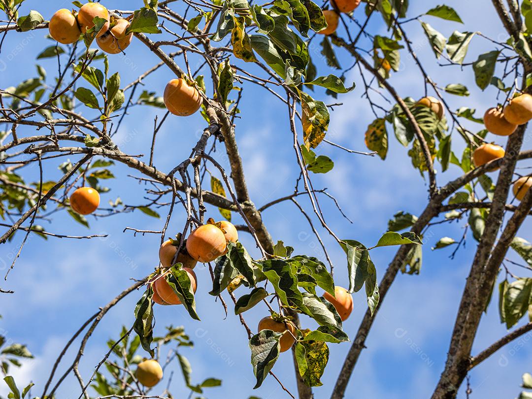 Manilkara kauki é uma planta da subfamília Sapotoideae imagem JPG