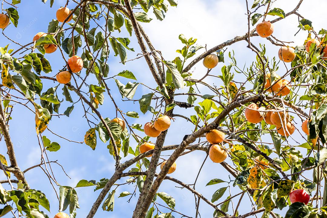 Manilkara kauki é uma planta da subfamília Sapotoideae imagem JPG