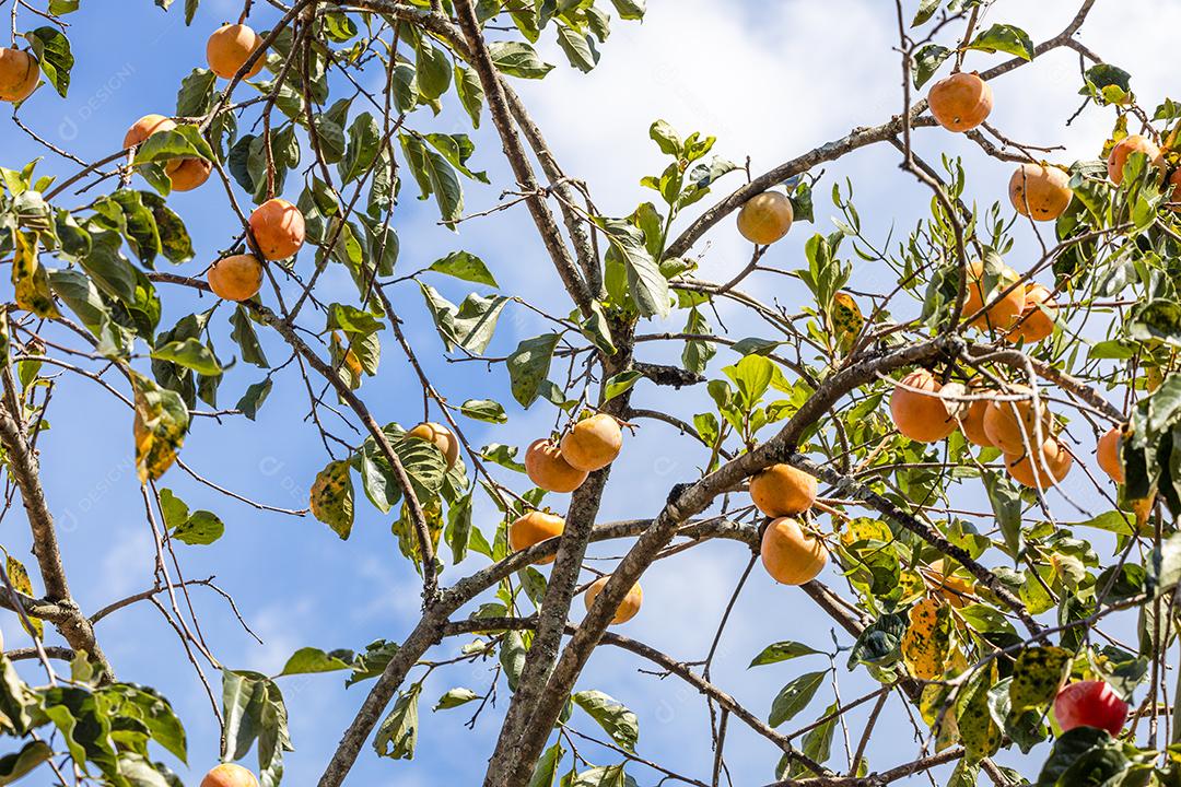 Manilkara kauki é uma planta da subfamília Sapotoideae imagem JPG