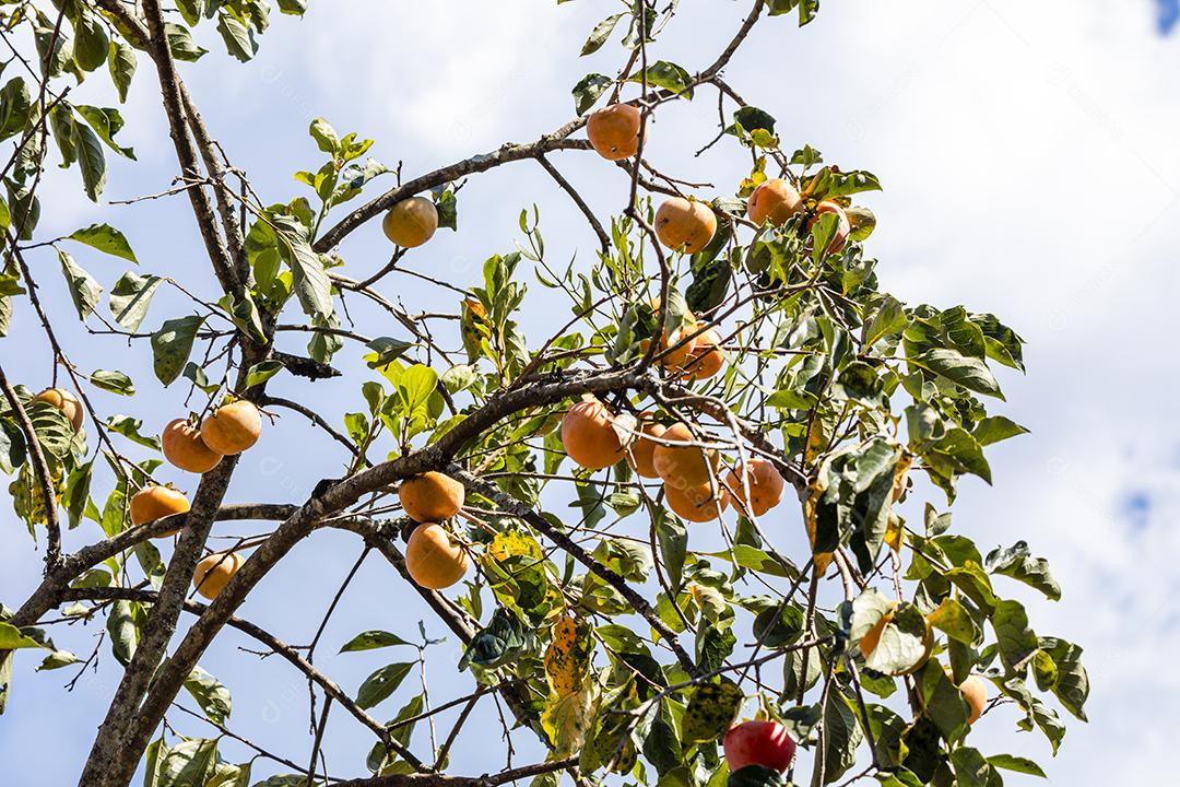 Manilkara kauki é uma planta da subfamília Sapotoideae imagem JPG