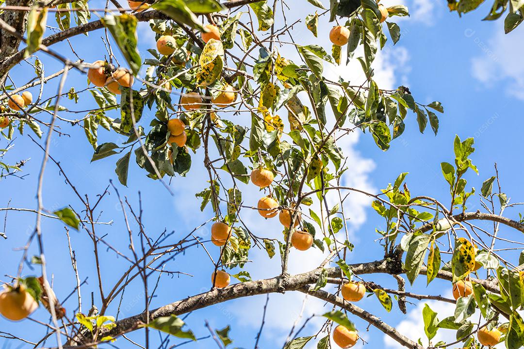 Manilkara kauki é uma planta da subfamília Sapotoideae imagem JPG